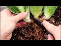 How to Dividing Your Snake Plant