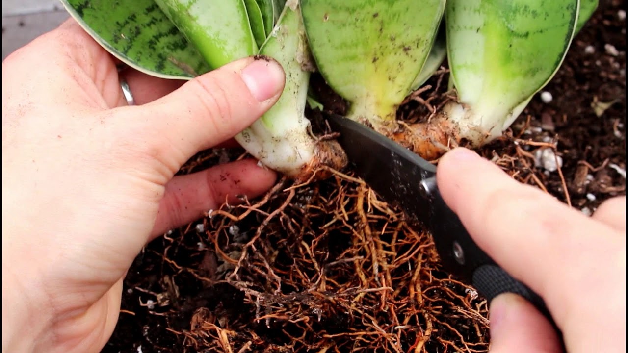 How To Dividing Your Snake Plant YouTube