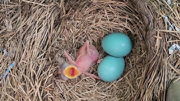 American Robin Nest: Journey from Egg to Empty Nest