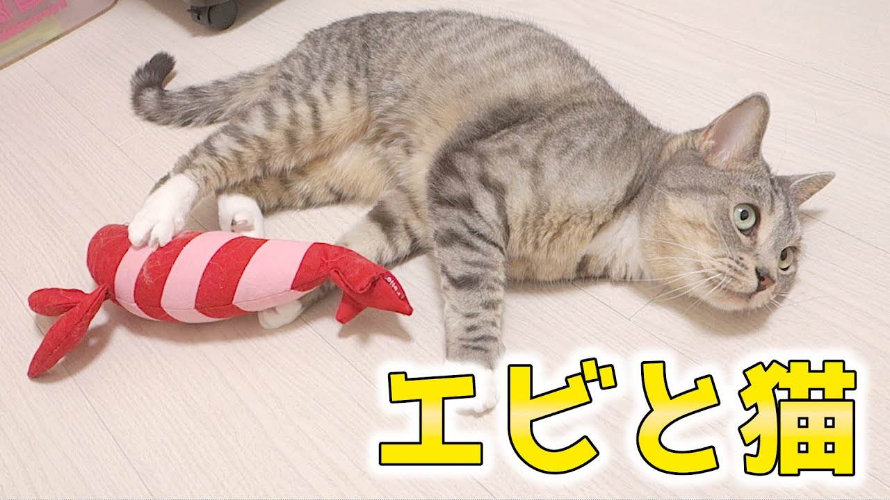 猫がずっと遊んでくれているおもちゃ エビのけりぐるみが大好きな猫 猫 かわいい Youtube 猫がずっと遊んでくれているおもちゃ エビのけりぐるみが大好きな猫 猫 かわいい Youtube
