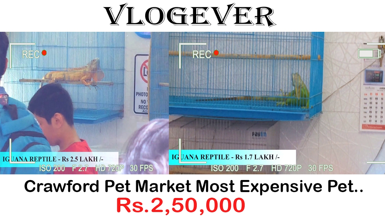 crawford-pet-market-mumbai-cheap-as-well-as-expensive-animal-s-vlog