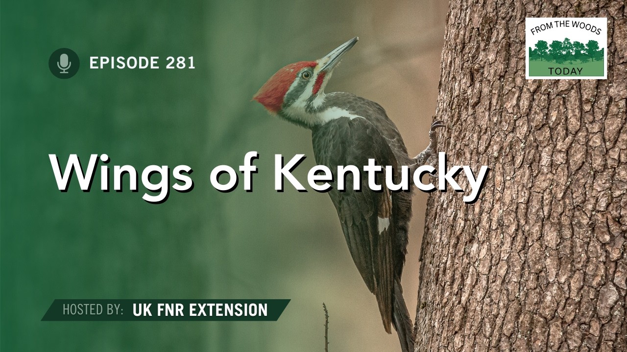 Wings of Kentucky - From the Woods Today - Episode 281