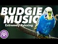 Budgie music  instantly make your budgie happy and relaxed 