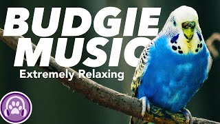 Budgie Music - Instantly Make your Budgie happy and relaxed! 🦜 screenshot 5