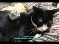 猫とハムスター【26】🐭😸