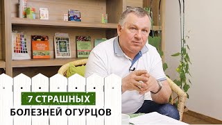 7 страшных болезней огурцов. Как с ними бороться (и как не допустить)