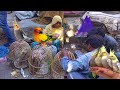 Lucknow nakhas birds market       230324 market update parrot baby2000