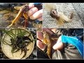 カジカの穴釣りは面白い!!河辺・多摩川のカジカは熱燗にピッタリ