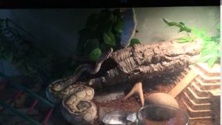 Hiss-Miss! - Python Feeding