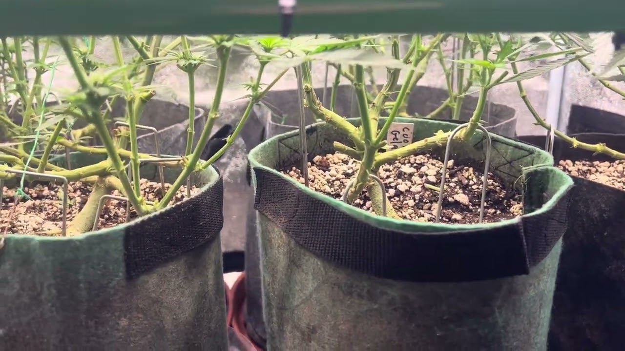 Update: Week 2 Flower Royal Queen Seeds Dynamite Diesel, OG Kush, Blue Mystic % Cookies Gelato