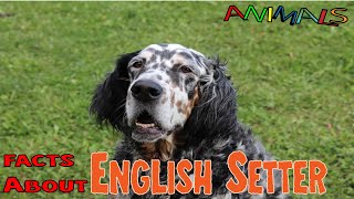 Animals video | Facts about English Setter | facts about animals | general knowledge video