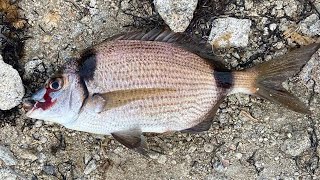 Cómo limpiar sargo 🐟 para hacer al horno | cocina con ivarot.