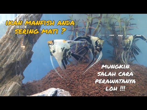 Video: Bisakah kamu makan angelfish?