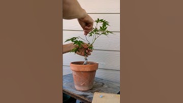 my first ever airlayer attempt 😁 #bonsai #bonsaitree #gardening #airlayering #maple #tips #art