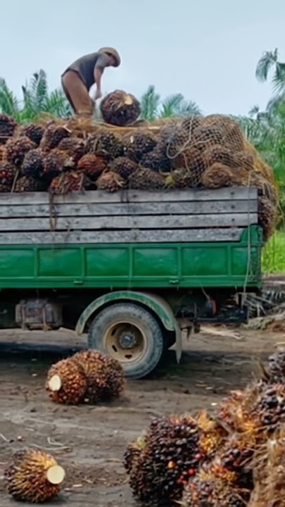 a farmer harvest palm oil 3d shorts #natur #palmtreeclimbing #indonesia #3d #shorts #viral #palm
