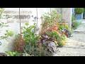 【植えっぱなし】宿根草で作る🌿ローメンテナンスで大人可愛い庭。おすすめリーフ🌱バラの咲く庭🌹