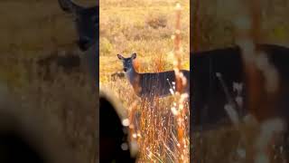 “Whitetail Deer Spotted in OpenField | Beautiful Wildlife Moment”#WhitetailDeer #DeerHunting