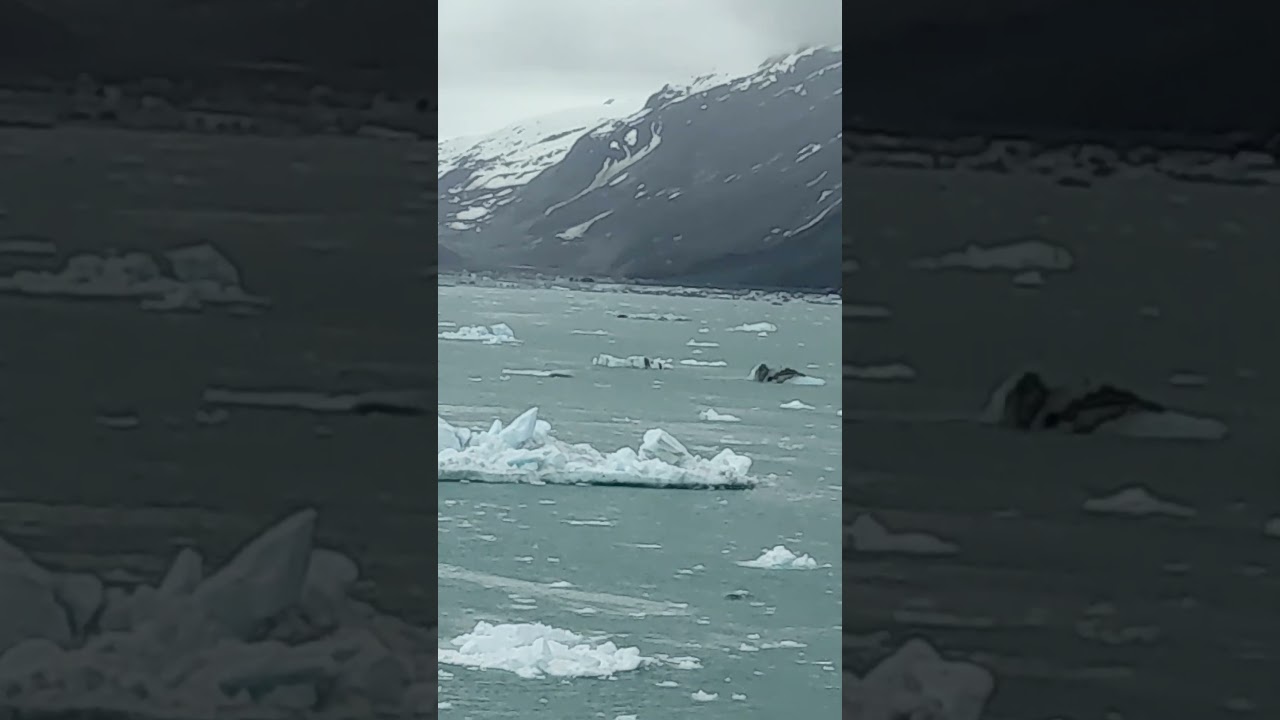 20260519 Glacier Bay HAL Westerdam