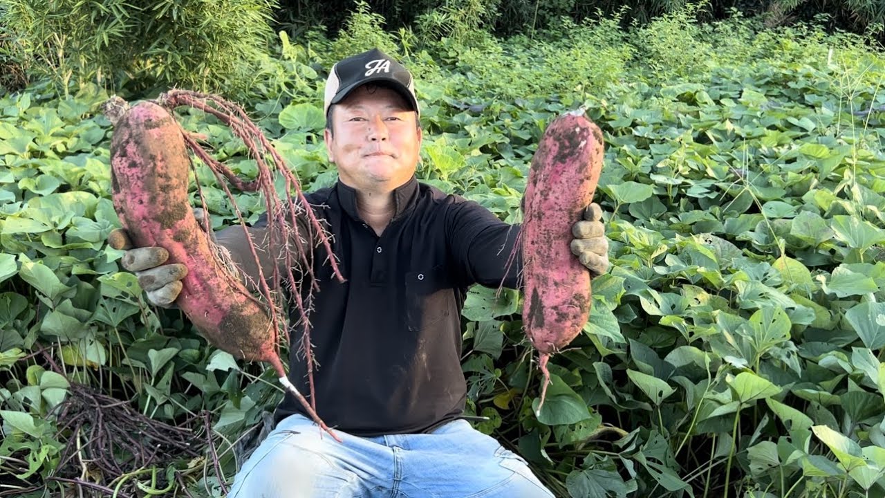 subtitled]サツマイモのつる切り ササオカKH-3 Sweet potato vine