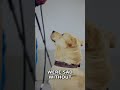 Dogs Can Smell Emotions in Your Breath, Real Science
