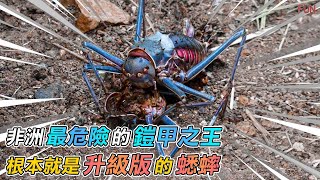 非洲最危險的鎧甲之王「盔甲蟋蟀」嗜血的同類殺手 | 噴射毒液,自相殘殺樣樣來 | 根本就是升級版的蟋蟀 非洲最危險的鎧甲之王「盔甲蟋蟀」嗜血的同類殺手 | 噴射毒液,自相殘殺樣樣來 | 根本就是升級版的蟋蟀
