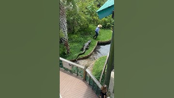 Jaws the Alligator‼️ #gatorland #alligator #crocodile