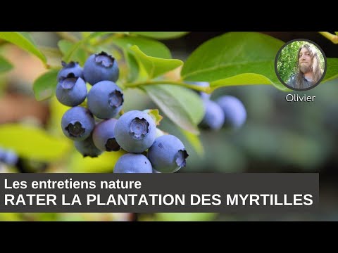 Vidéo: Comment faire pousser une myrtille du nord - En savoir plus sur les soins et l'entretien de la myrtille du nord