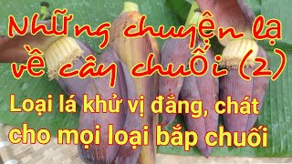 Những chuyện lạ về cây chuối không phải ai cũng biết (P2): loại lá khử vị đắng, chát của bắp chuối..