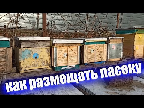 как размещение ульев влияет на развитие пчел весной