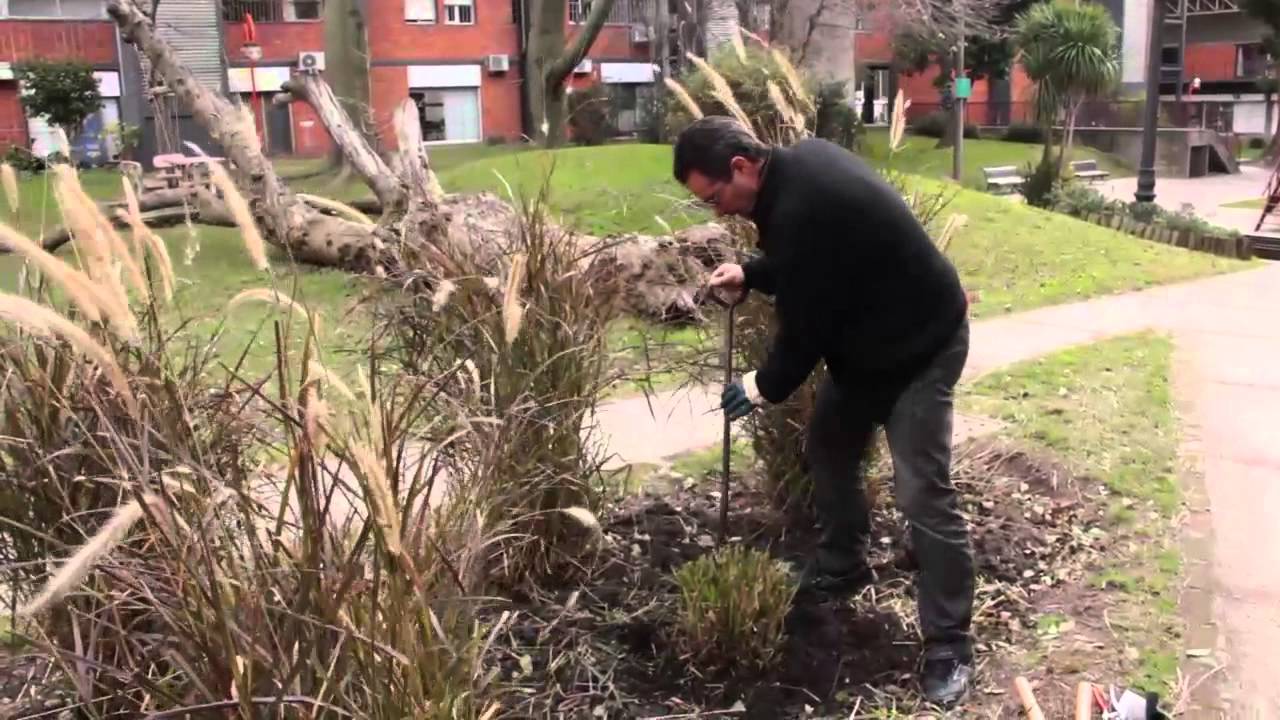 Poda y división de gramineas