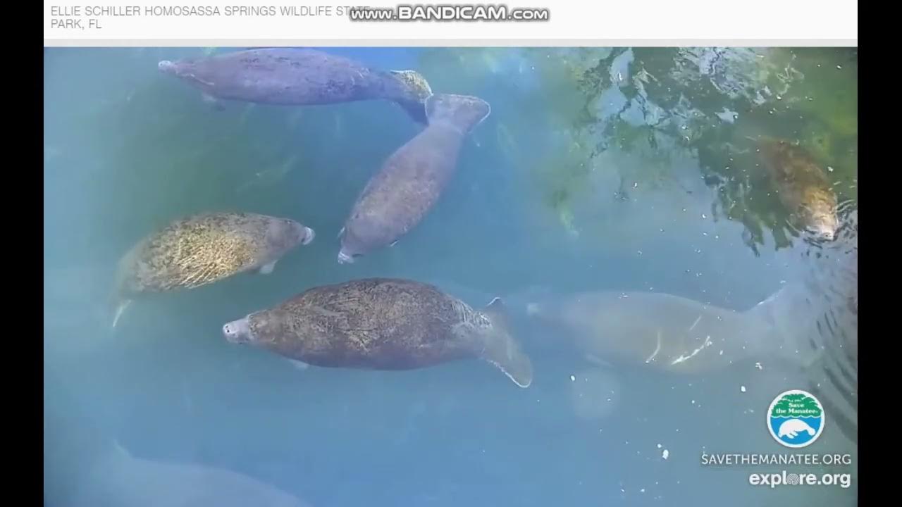 Homosassa Springs Manatees, View from Above (Jan. 15, 2022) YouTube