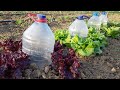 PET ŞİŞE İLE OTOMATİK SULAMA SİSTEMİ, How to Make Drip Irrigation from a Bottle