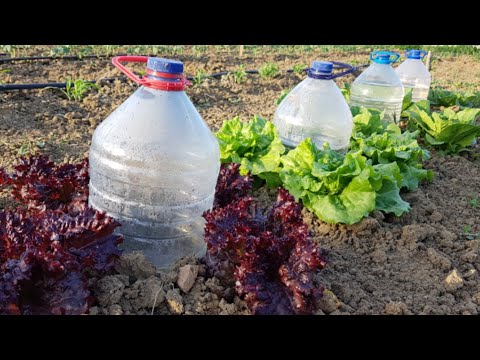 Video: Bahçede Mahsul Yetiştirerek Nasıl Tasarruf Edilir