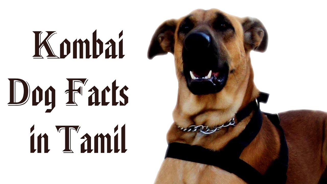 kombai dog tamil