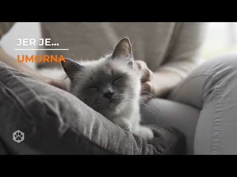 Video: Top 5 Savjeta Za Zdravu Mačku