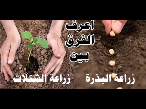 فيديو: زراعة الكشمش الأسود (15 صورة): كيف نزرع بشكل صحيح؟ متى تزرع الشتلات في الربيع في منطقة موسكو ومناطق أخرى؟ ما نوع التربة التي يحبها الكشمش؟