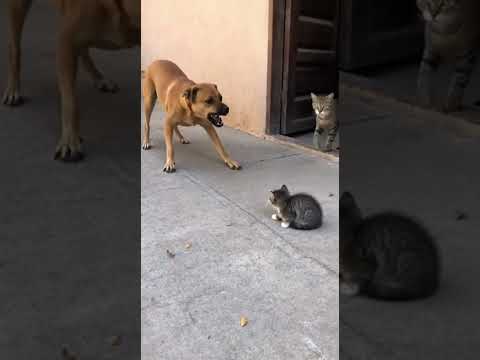 No Muy Bravo Veo3 Funny Dog