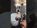 #2149 el paso Texas , aquí hay precion de agua y es manguera de 3/4 nada que se fue ela agua por hor