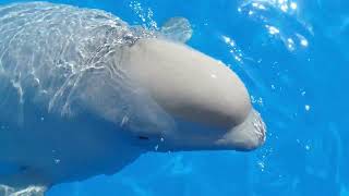Beautiful Relaxing Music with Dolphin by Nature'sNarratives 18 views 2 months ago 3 minutes, 23 seconds