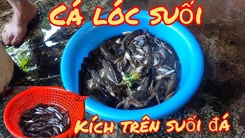 Cá lóc suối kích từ trên suối đá tây nguyên