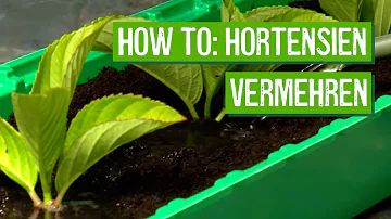 Wie lange brauchen Hortensien Stecklinge zum Wurzeln?