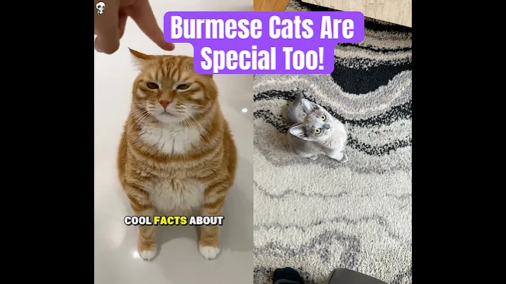 Video 11586091: blue burmese cats, cat breed, cat colors, boy cat