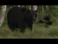 Unique Wildlife In The Wildest Place On Earth | 4K