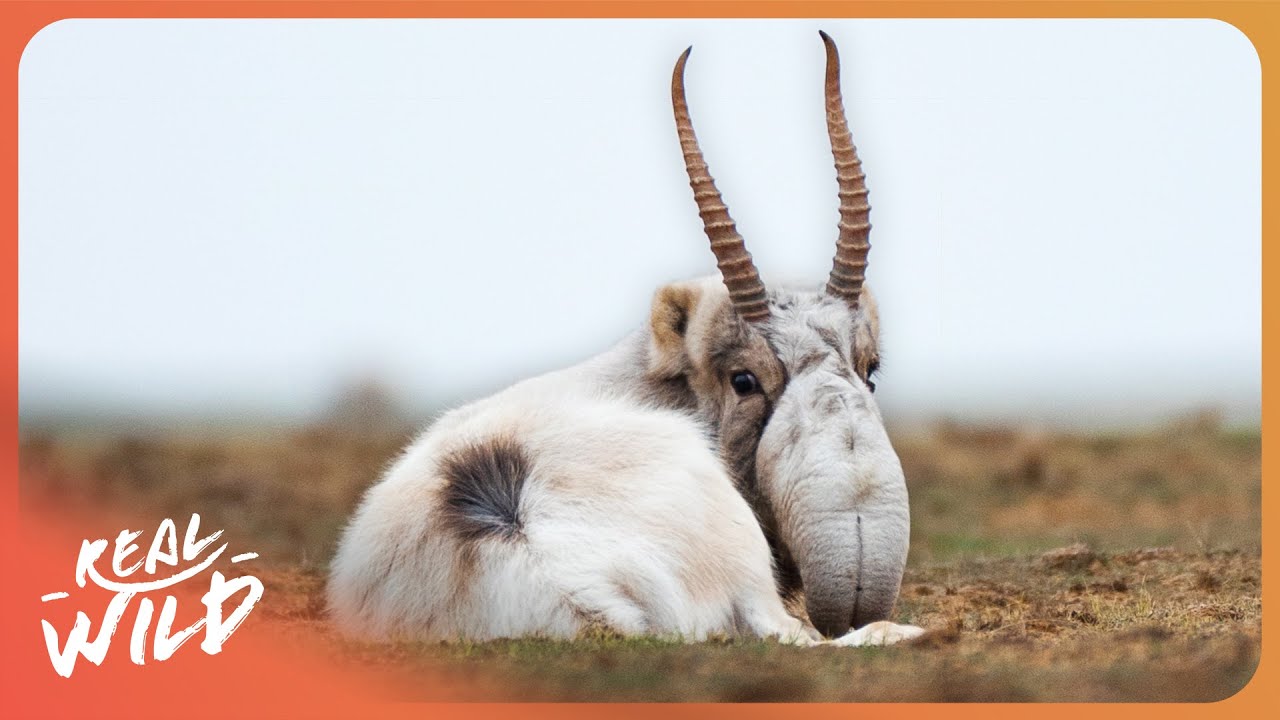 Unique Wildlife In The Wildest Place On Earth | 4K