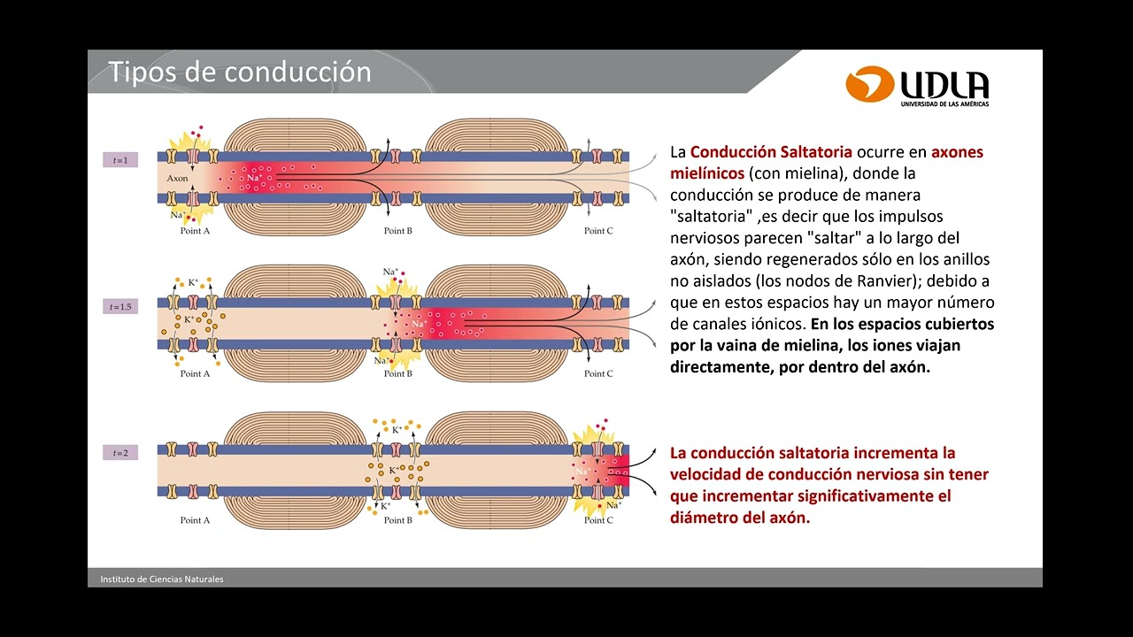Clase 10: Potencial de acción.