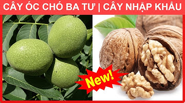 Cây Óc Chó Ba Tư ( giống ngon nhất thế giới ) | Lh 0968750386