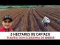 Implantação 5 hectares CAPIAÇU no PARÁ (mudas/preparo de solo/calagem/sulcamento/adubação/plantio)