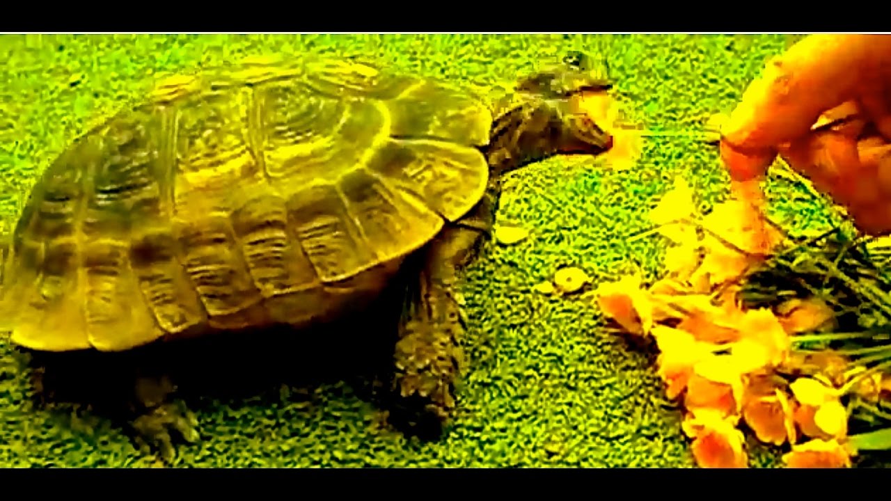 Tortoise Loves Buttercups YouTube