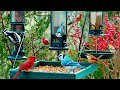 Live cozy rainy day garden birds cardinals doves woodpeckers and more