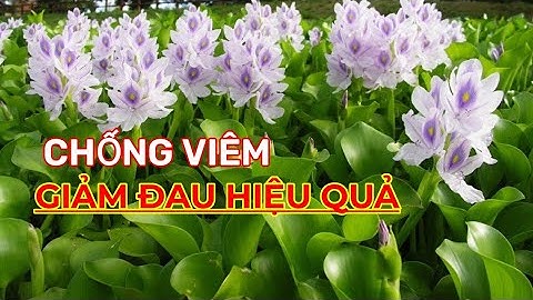 BẤT NGỜ với CÔNG DỤNG CHỮA BỆNH CỦA CÂY LỤC BÌNH- CHỐNG VIÊM, GIẢM ĐAU CỰC KÌ HIỆU QUẢ
